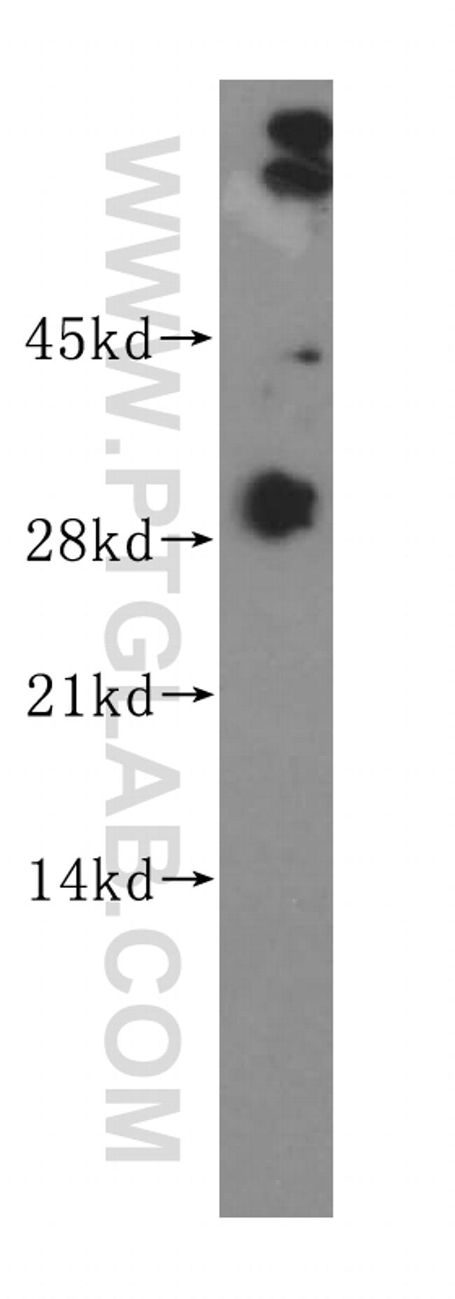 CRISP3 Antibody in Western Blot (WB)