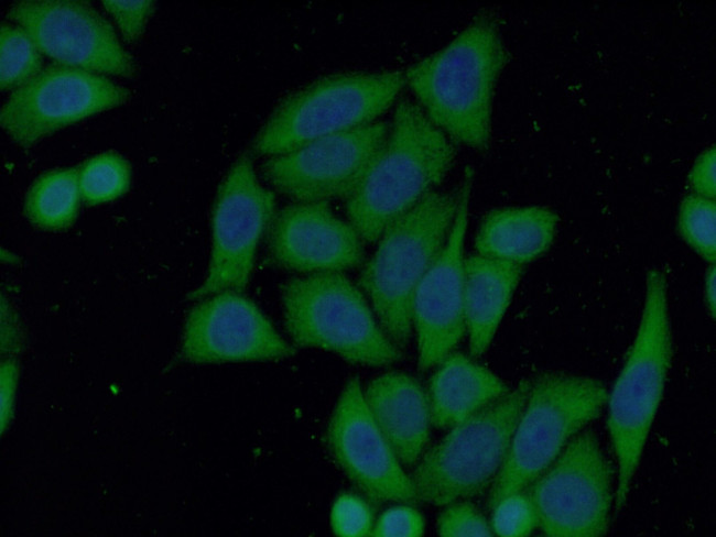 PPA1 Antibody in Immunocytochemistry (ICC/IF)