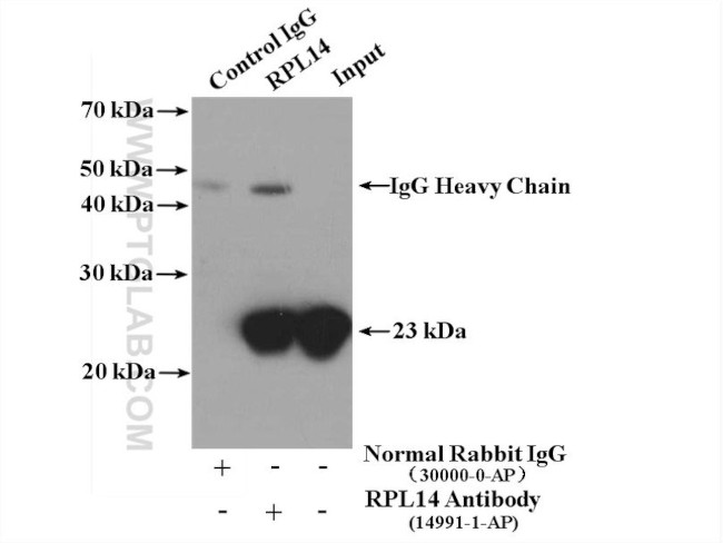 RPL14 Antibody in Immunoprecipitation (IP)