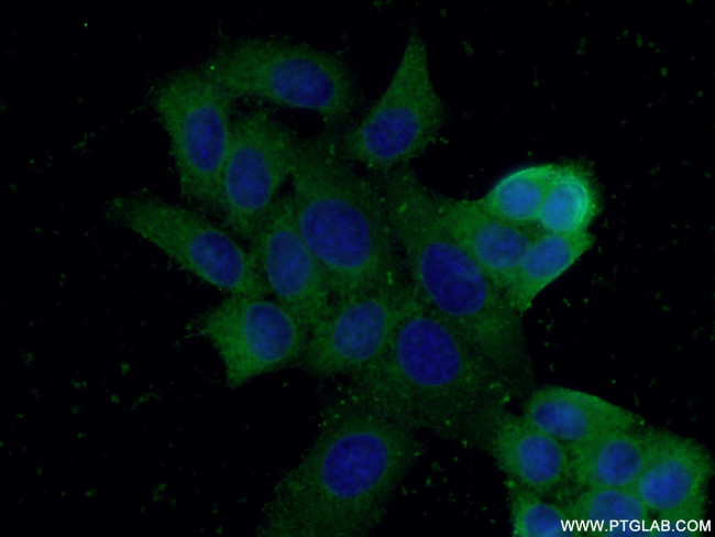 AKR1A1 Antibody in Immunocytochemistry (ICC/IF)