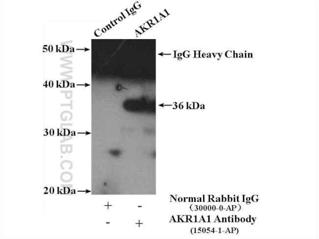 AKR1A1 Antibody in Immunoprecipitation (IP)