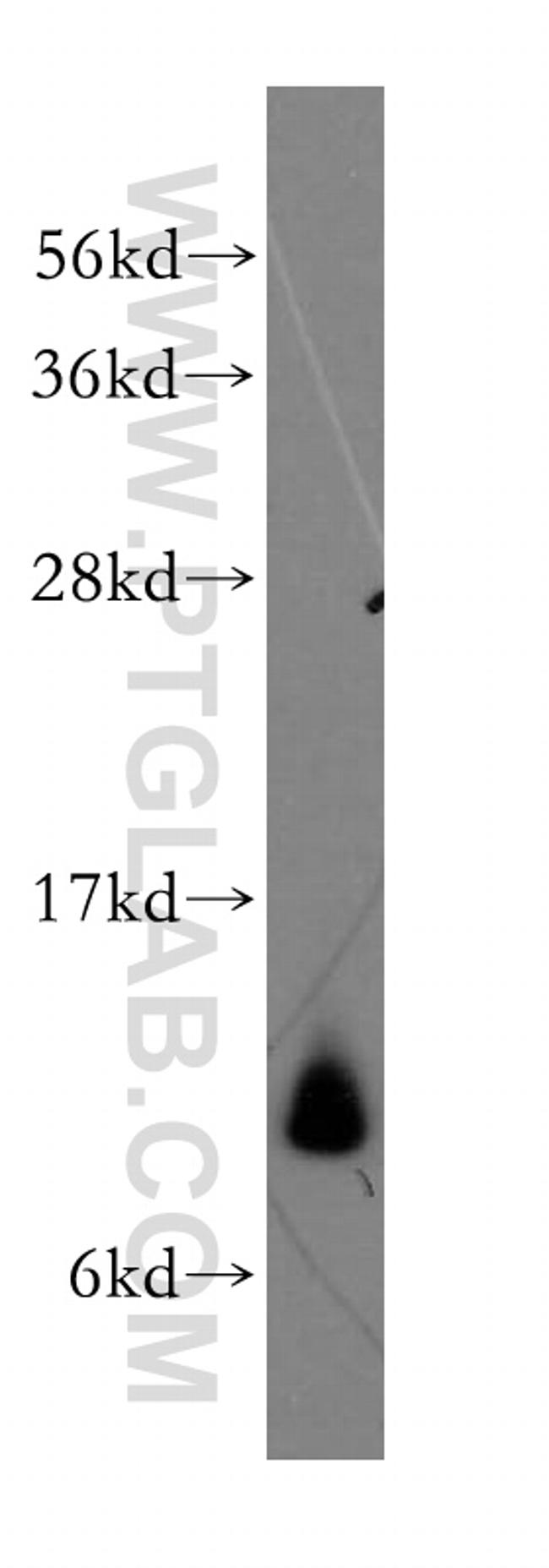 MRPL34 Antibody in Western Blot (WB)