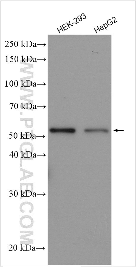 PPAT Antibody in Western Blot (WB)