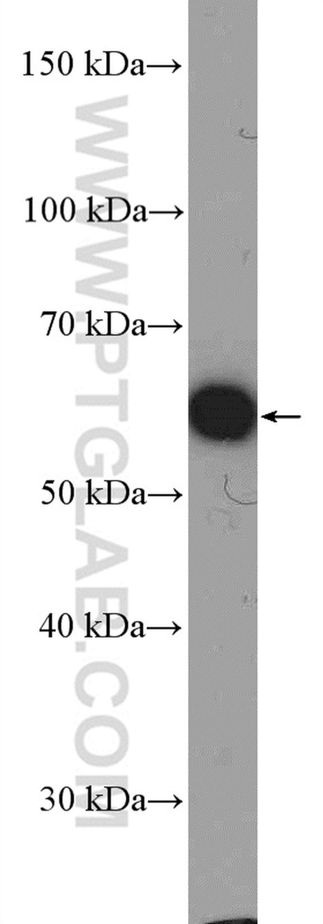 U2AF65 Antibody in Western Blot (WB)