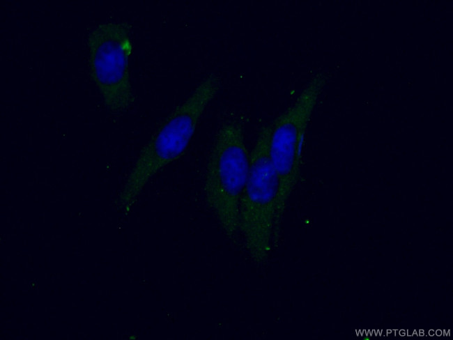 GLRX Antibody in Immunocytochemistry (ICC/IF)