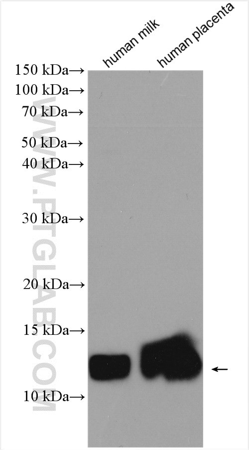 GLRX Antibody in Western Blot (WB)