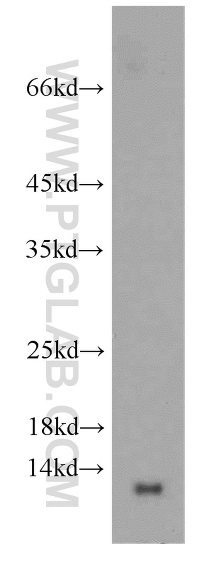 GLRX Antibody in Western Blot (WB)