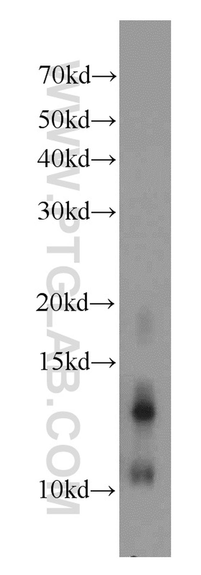 GLRX Antibody in Western Blot (WB)