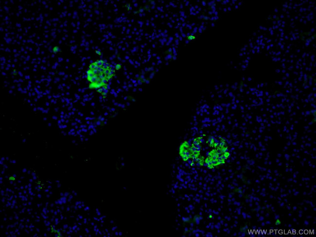 Insulin Antibody in Immunohistochemistry (PFA fixed) (IHC (PFA))