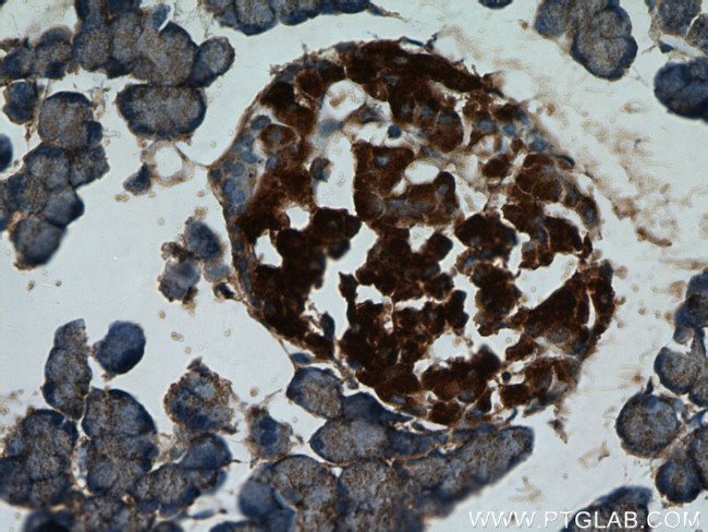 Insulin Antibody in Immunohistochemistry (Paraffin) (IHC (P))