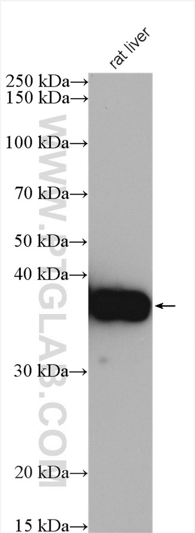 ARG1 Antibody in Western Blot (WB)