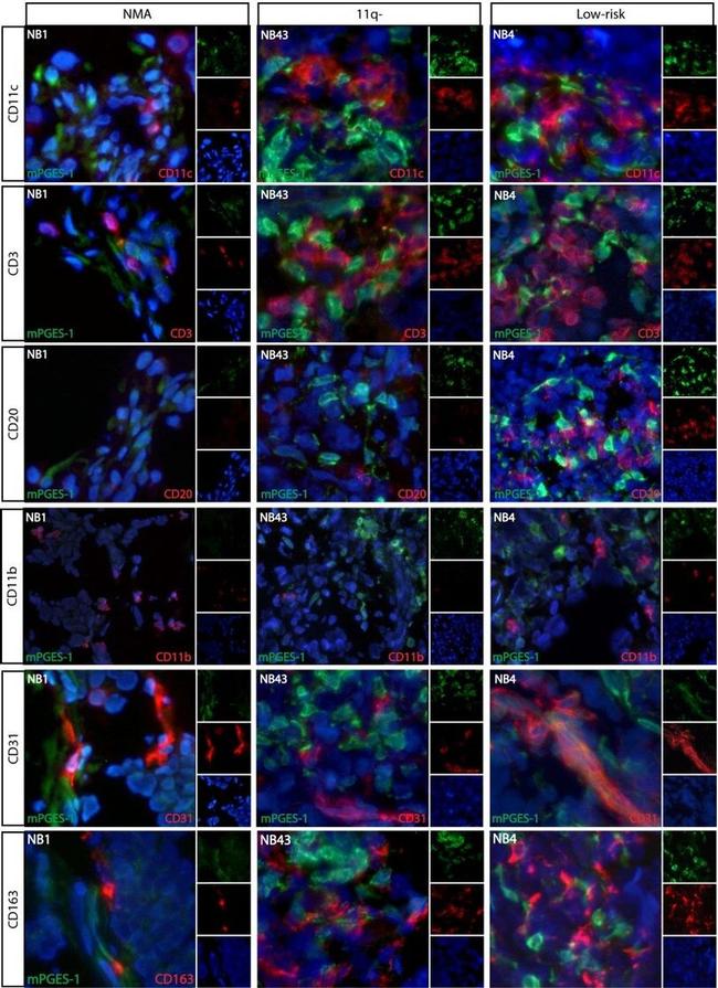 CD11b Antibody in Immunocytochemistry (ICC/IF)