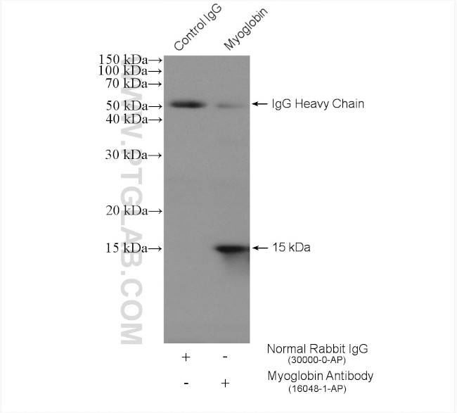 Myoglobin Antibody in Immunoprecipitation (IP)