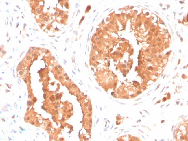 DAZL (Deleted in Azoospermia-like) Antibody in Immunohistochemistry (Paraffin) (IHC (P))