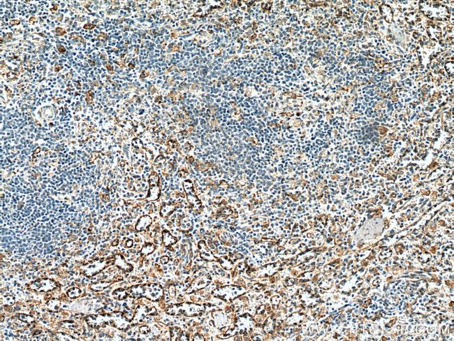 FcRn Antibody in Immunohistochemistry (Paraffin) (IHC (P))