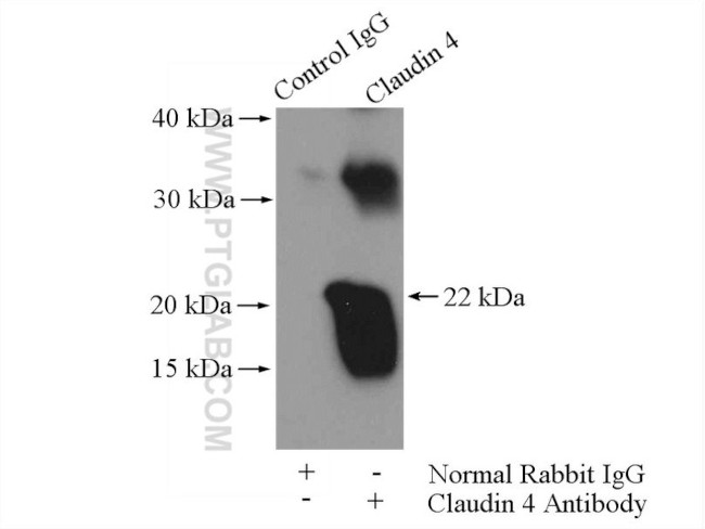 Claudin 4 Antibody in Immunoprecipitation (IP)