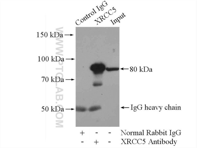 XRCC5/Ku80 Antibody in Immunoprecipitation (IP)
