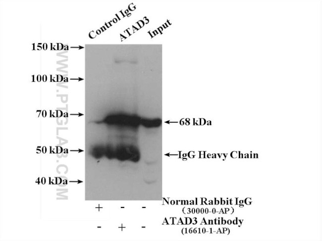 ATAD3 Antibody in Immunoprecipitation (IP)