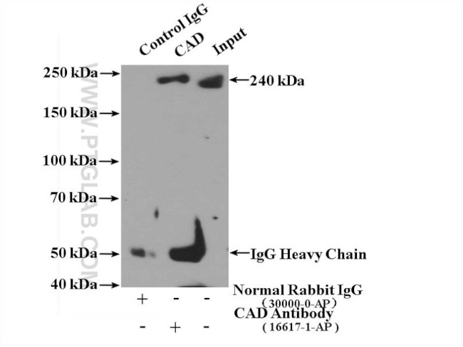 CAD Antibody in Immunoprecipitation (IP)