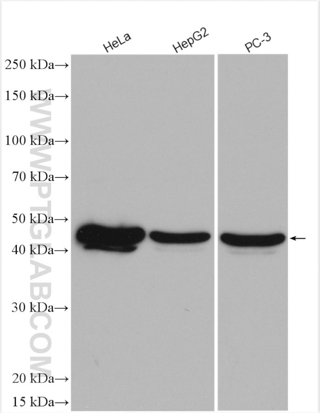 SPOP Antibody in Western Blot (WB)