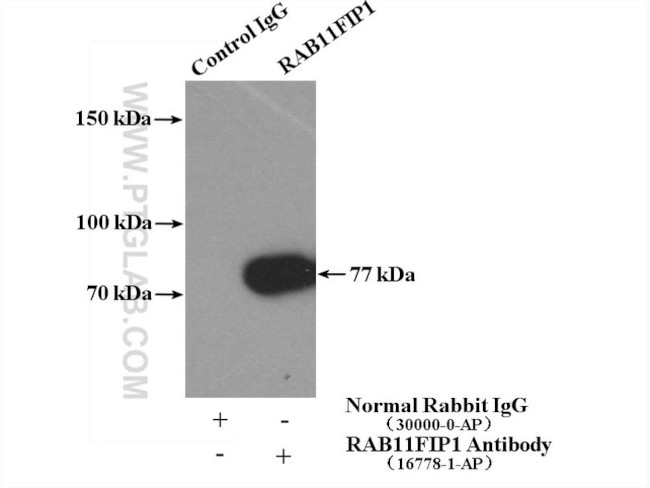 RAB11FIP1 Antibody in Immunoprecipitation (IP)