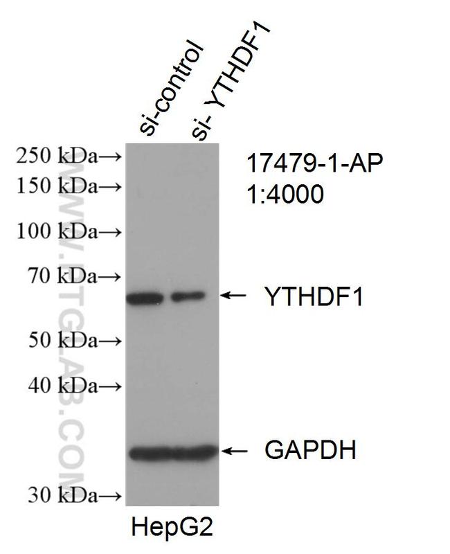 YTHDF1 Antibody in Western Blot (WB)