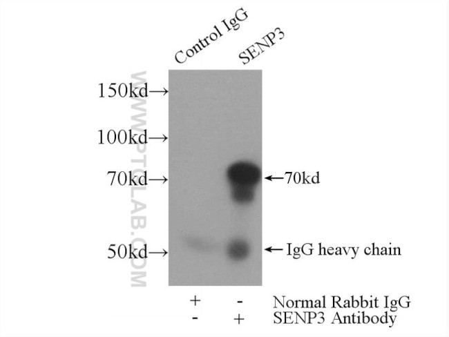 SENP3 Antibody in Immunoprecipitation (IP)