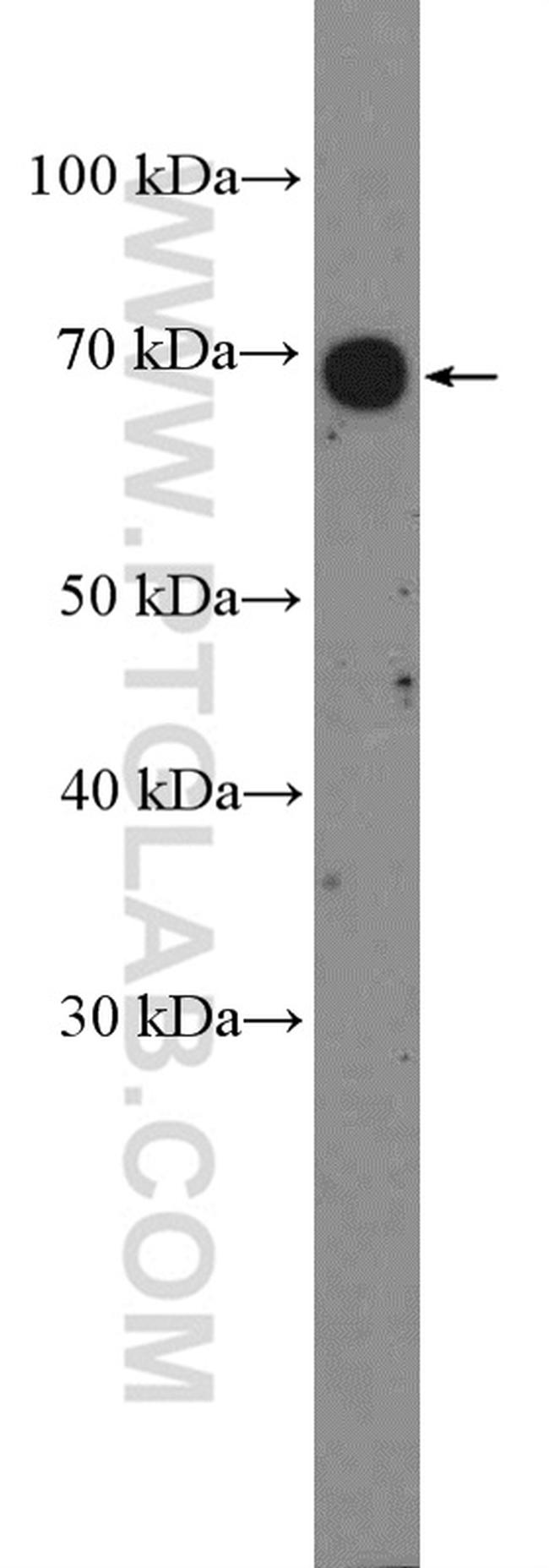 PD-L1/CD274 Antibody in Western Blot (WB)