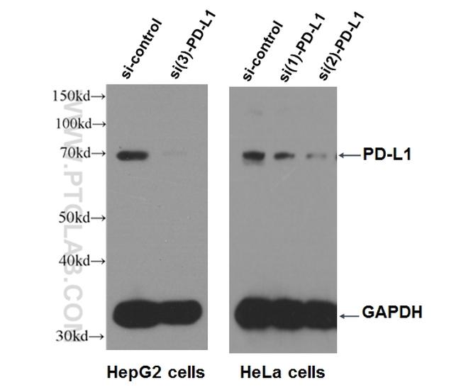 PD-L1/CD274 Antibody in Western Blot (WB)