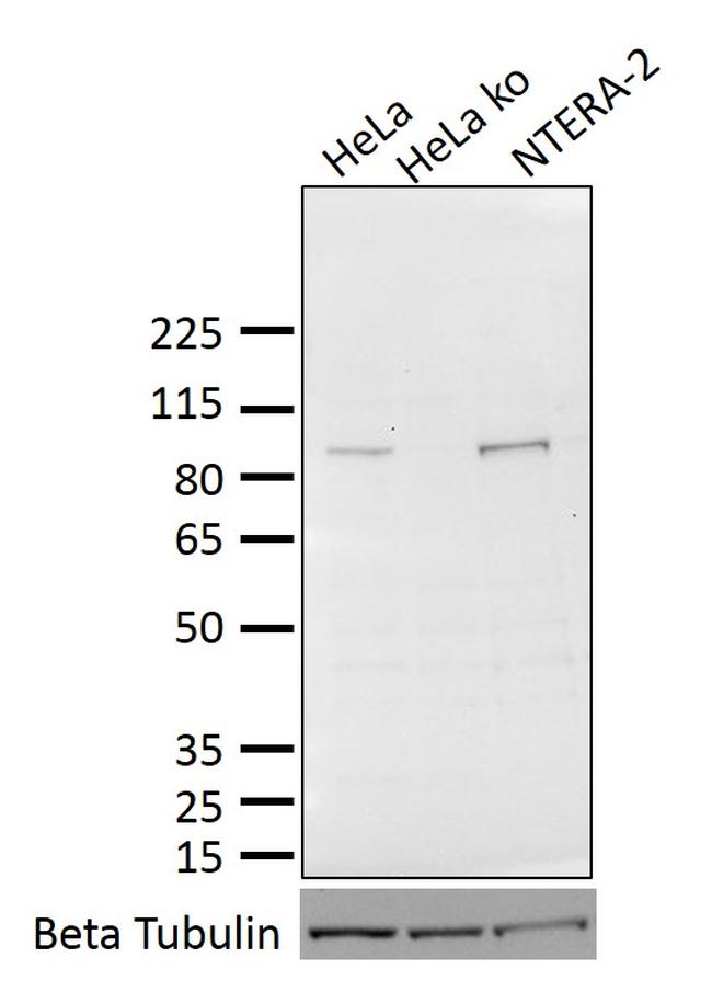 OCT1 (POU2F1) Antibody in Western Blot (WB)