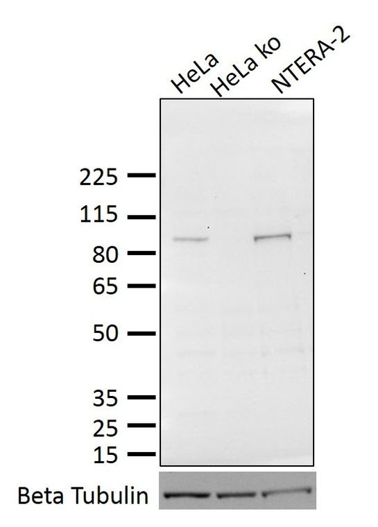 OCT1 (POU2F1) Antibody