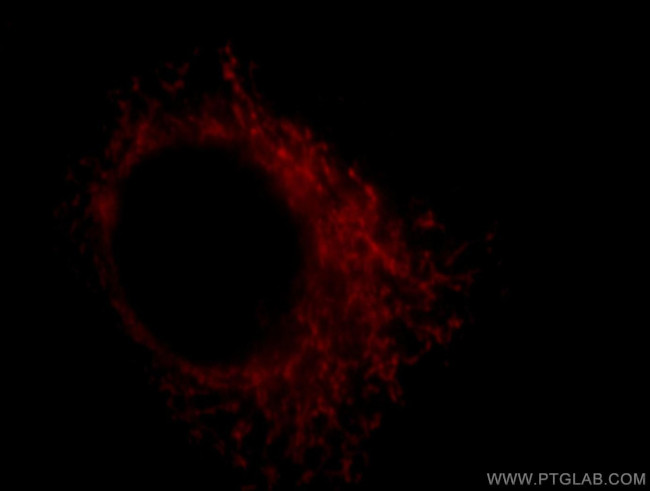 COX18 Antibody in Immunocytochemistry (ICC/IF)