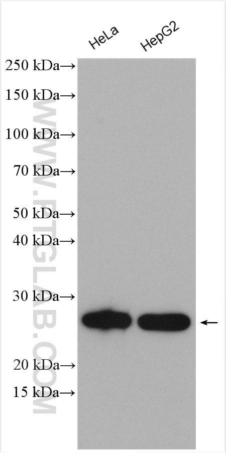 HSP27 Antibody in Western Blot (WB)