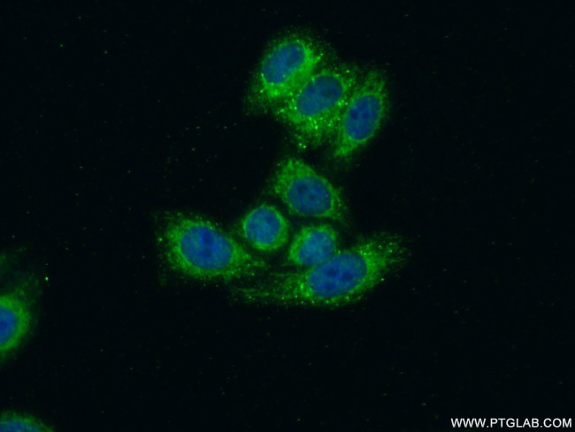 MRPS17 Antibody in Immunocytochemistry (ICC/IF)