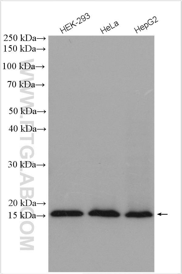 MRPS17 Antibody in Western Blot (WB)