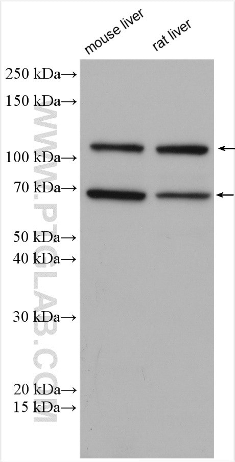 iNOS Antibody in Western Blot (WB)