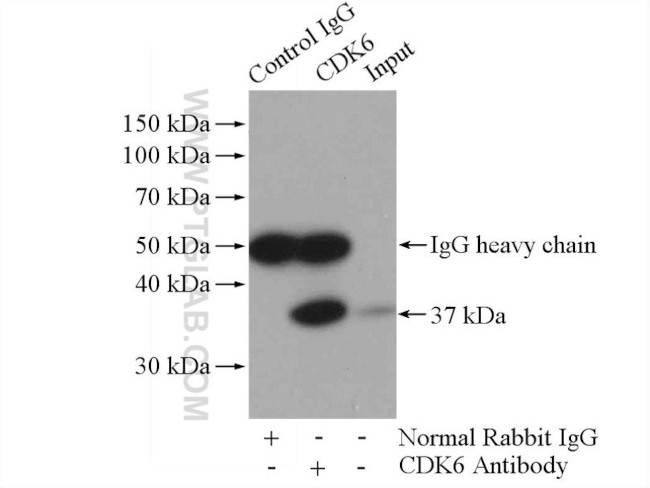 CDK6 Antibody in Immunoprecipitation (IP)