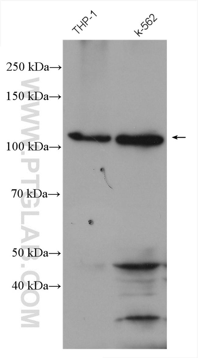 NLRP3 Antibody in Western Blot (WB)