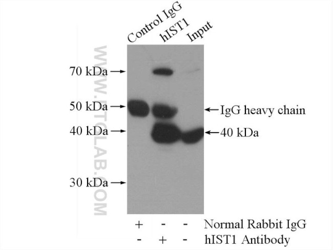 hIST1 Antibody in Immunoprecipitation (IP)