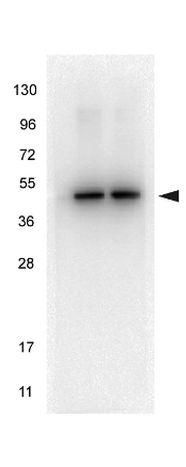 alpha-Tubulin Antibody in Western Blot (WB)