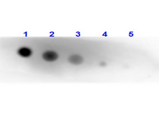 Alkaline Phosphatase Antibody in Dot Blot (DB)