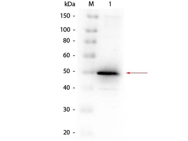 Alkaline Phosphatase Antibody in Western Blot (WB)