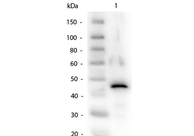 Alcohol Dehydrogenase Antibody in Western Blot (WB)