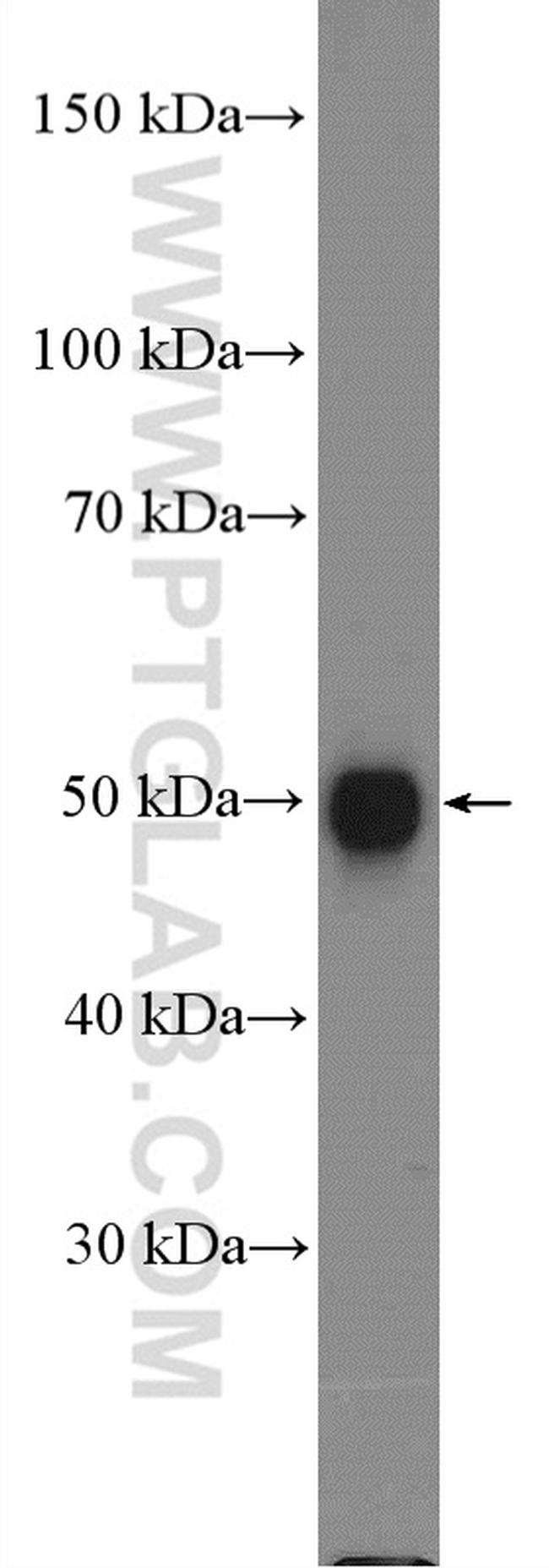 SOX1 Antibody in Western Blot (WB)