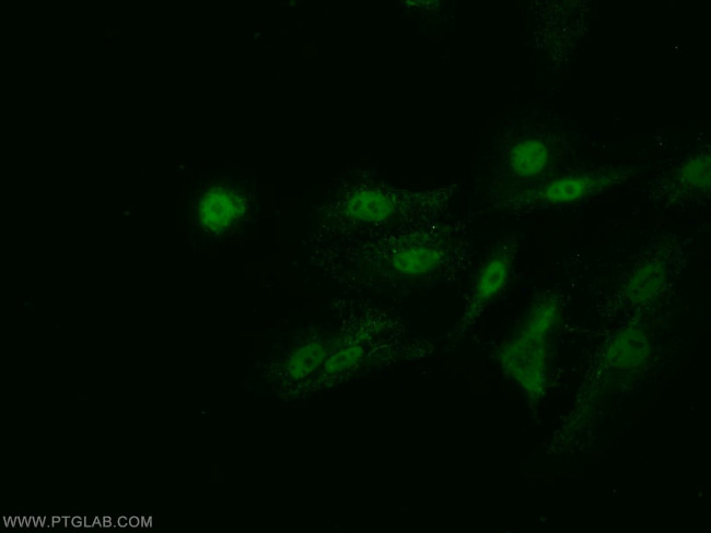 Arp5/ACTR5 Antibody in Immunocytochemistry (ICC/IF)