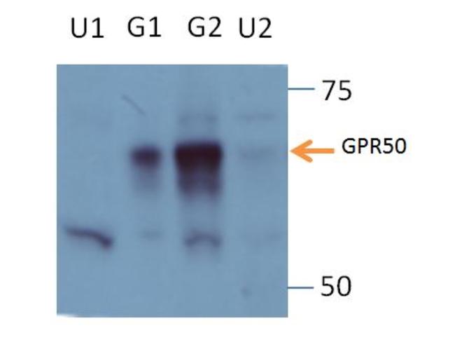 GPR50 Antibody in Western Blot (WB)