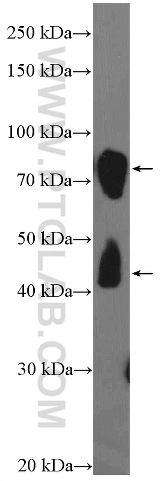 DCLK1 Antibody in Western Blot (WB)