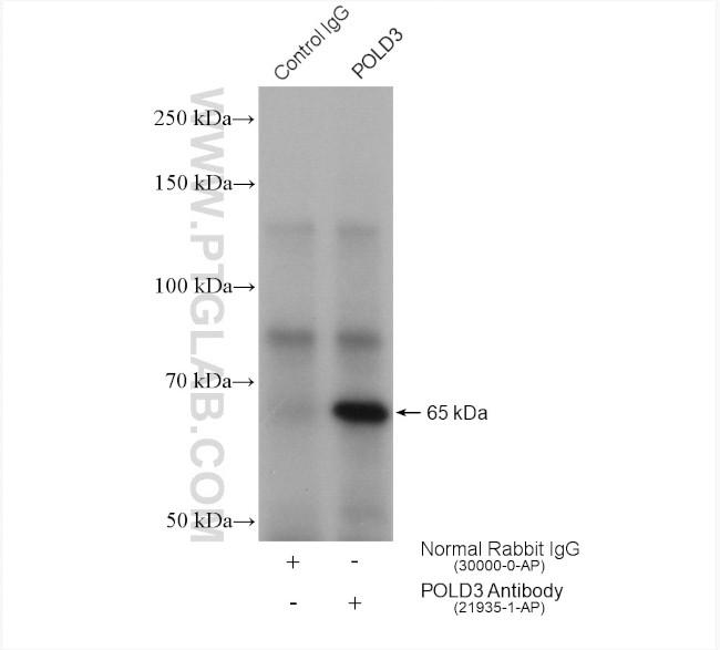 POLD3 Antibody in Immunoprecipitation (IP)