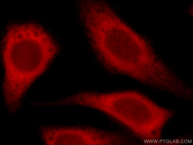 GRIP1 Antibody in Immunocytochemistry (ICC/IF)