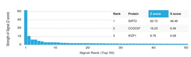 SIRT2 Antibody in Peptide array (ARRAY)